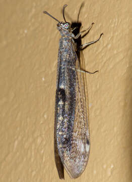 Image of Antlion