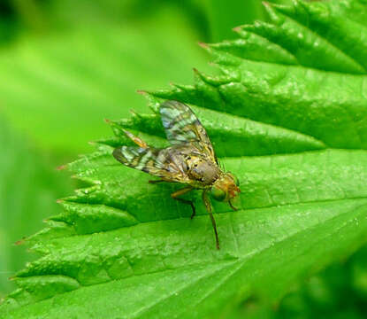 Image of Terellia tussilaginis (Fabricius 1775)