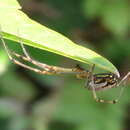 Image de Leucauge blauda