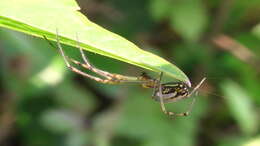 Image de Leucauge blauda