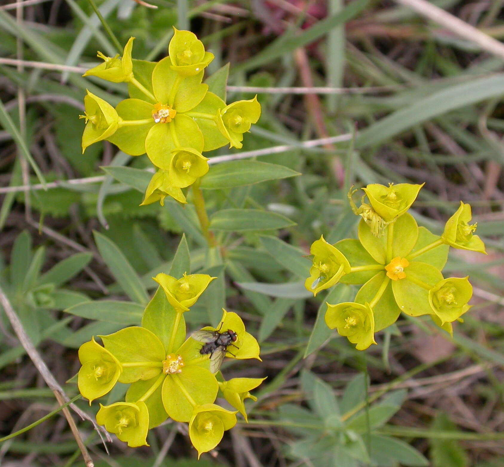 Image of Euphorbia nicaeensis All.