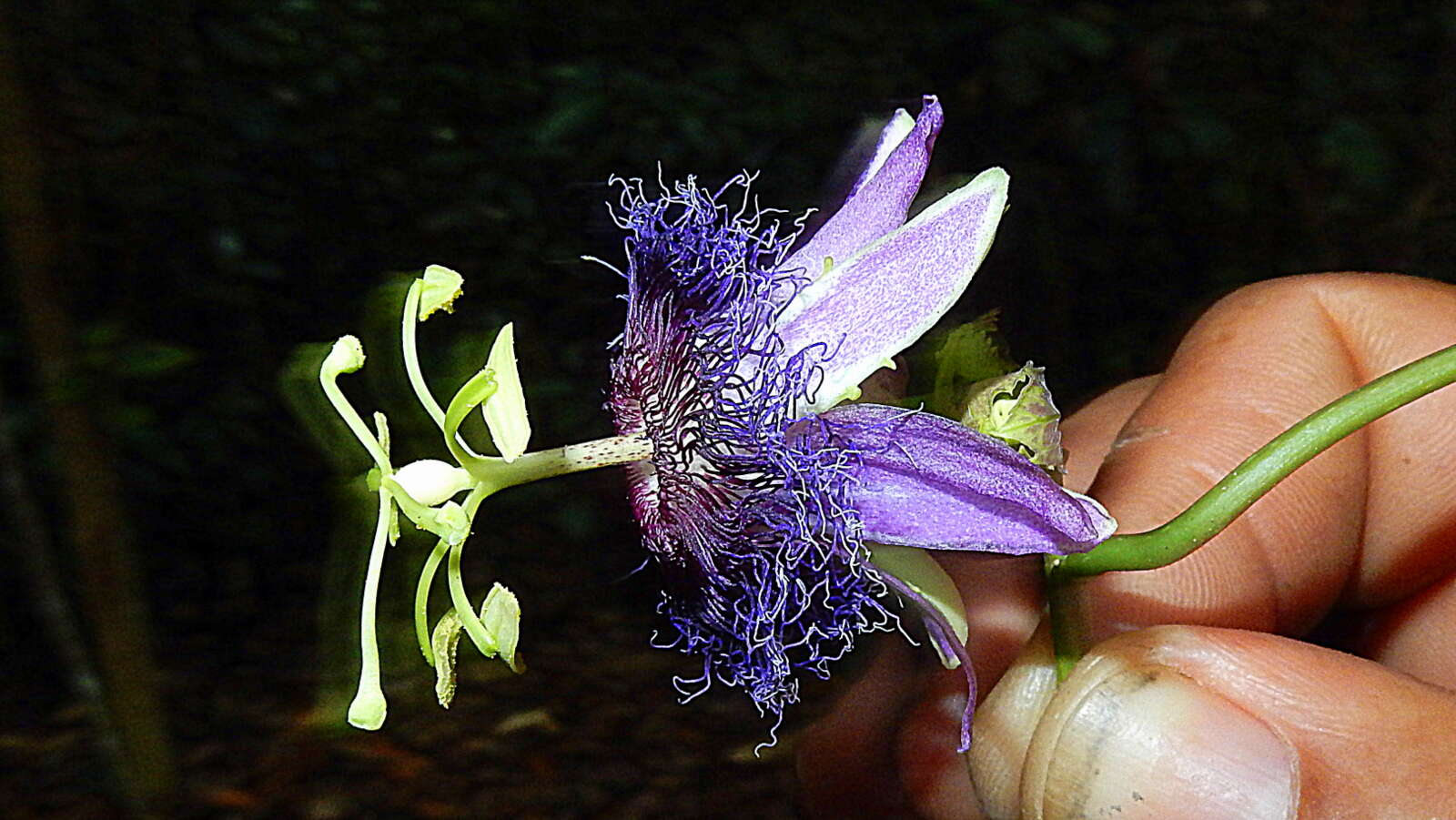 Image de Passiflora cacao Bernacci & M. M. Souza