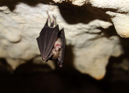 Imagem de Rhinolophus pumilus K. Andersen 1905