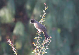 Image of Dark-capped Bulbul