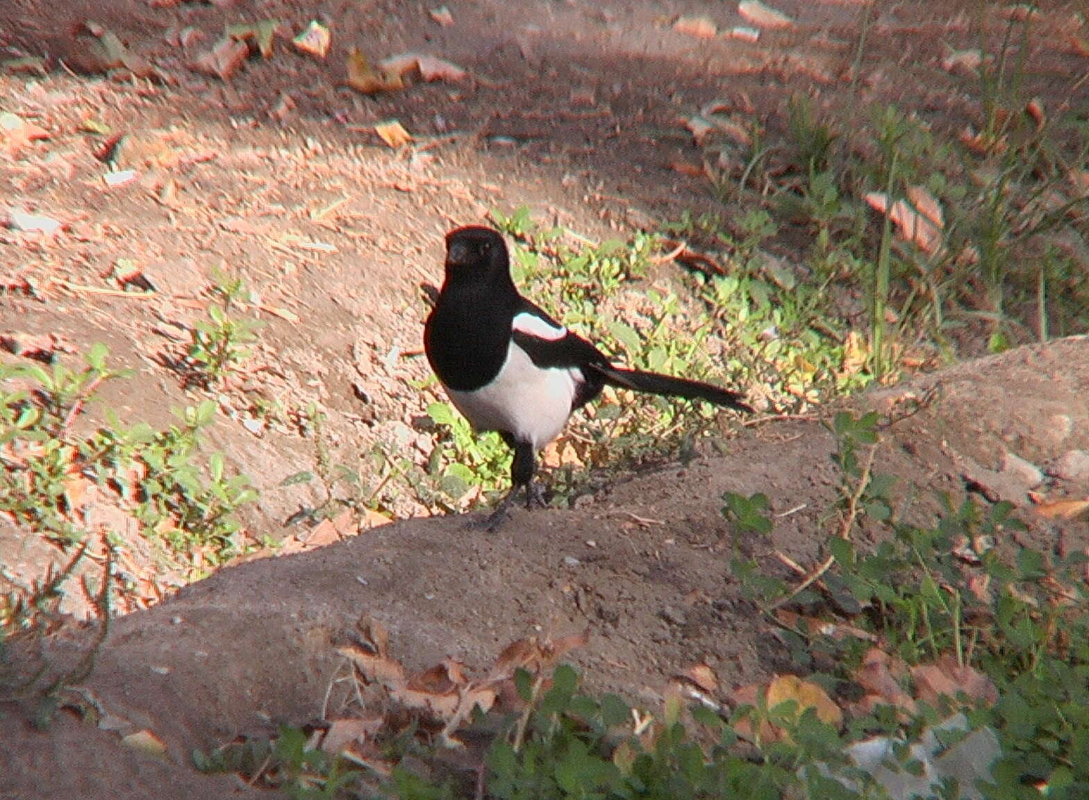 Image of magpie