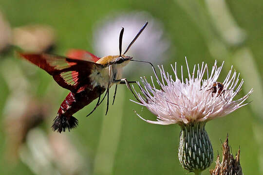 Image of Hummingbird Clearwing