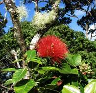 Image of lehua