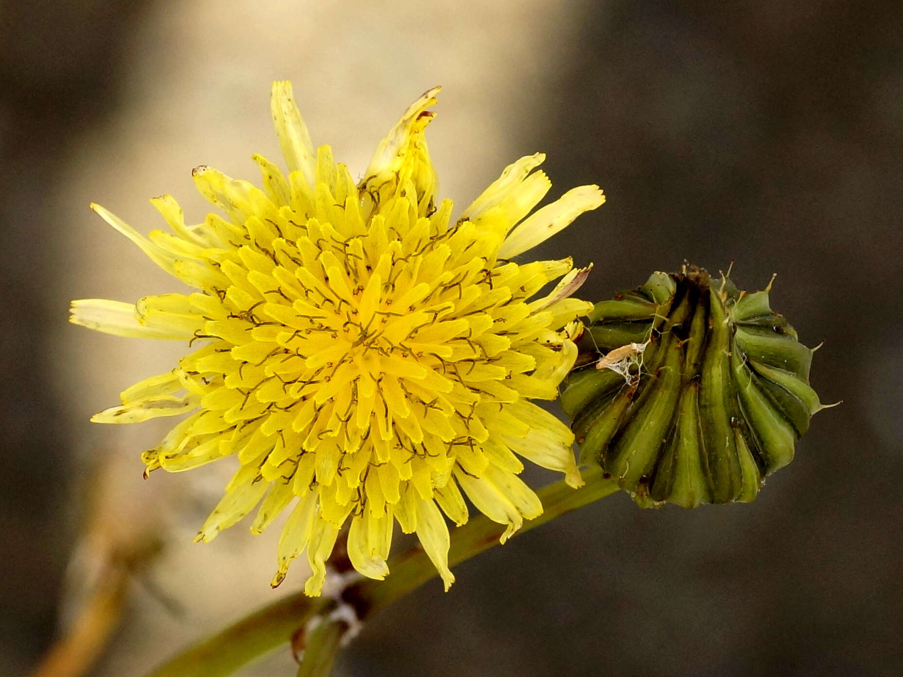 Image of prickly lettuce