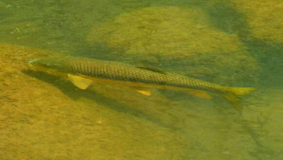 Image of Barbel