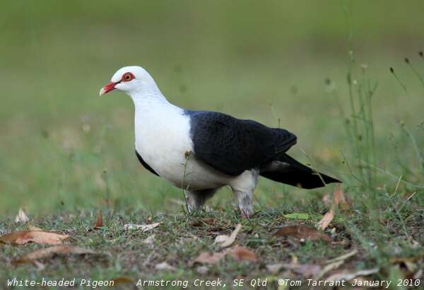 Image of White-headed Pigeon