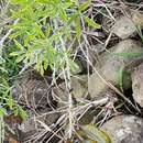 Sivun Crotalaria grahamiana Wight & Arn. kuva