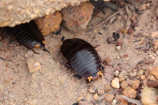 Image of Platyzosteria