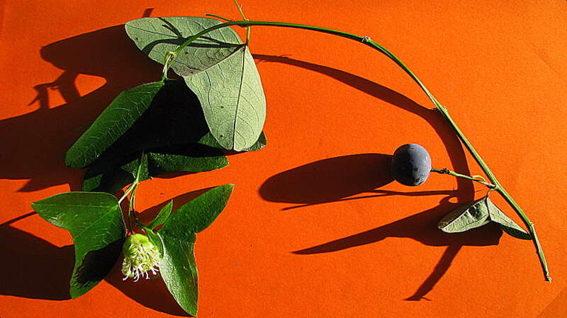 Image of Passiflora misera Kunth