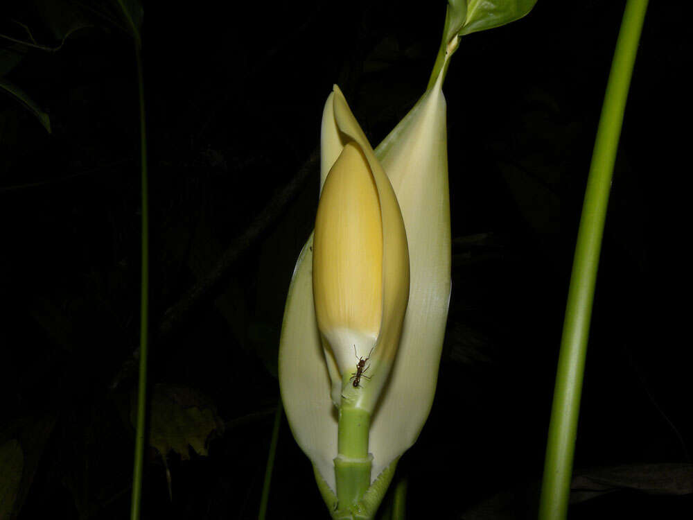 Image of Cyclanthus