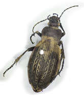 Imagem de Carabus (Limnocarabus) clatratus Linnaeus 1760