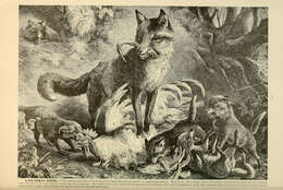 Image of Foxes