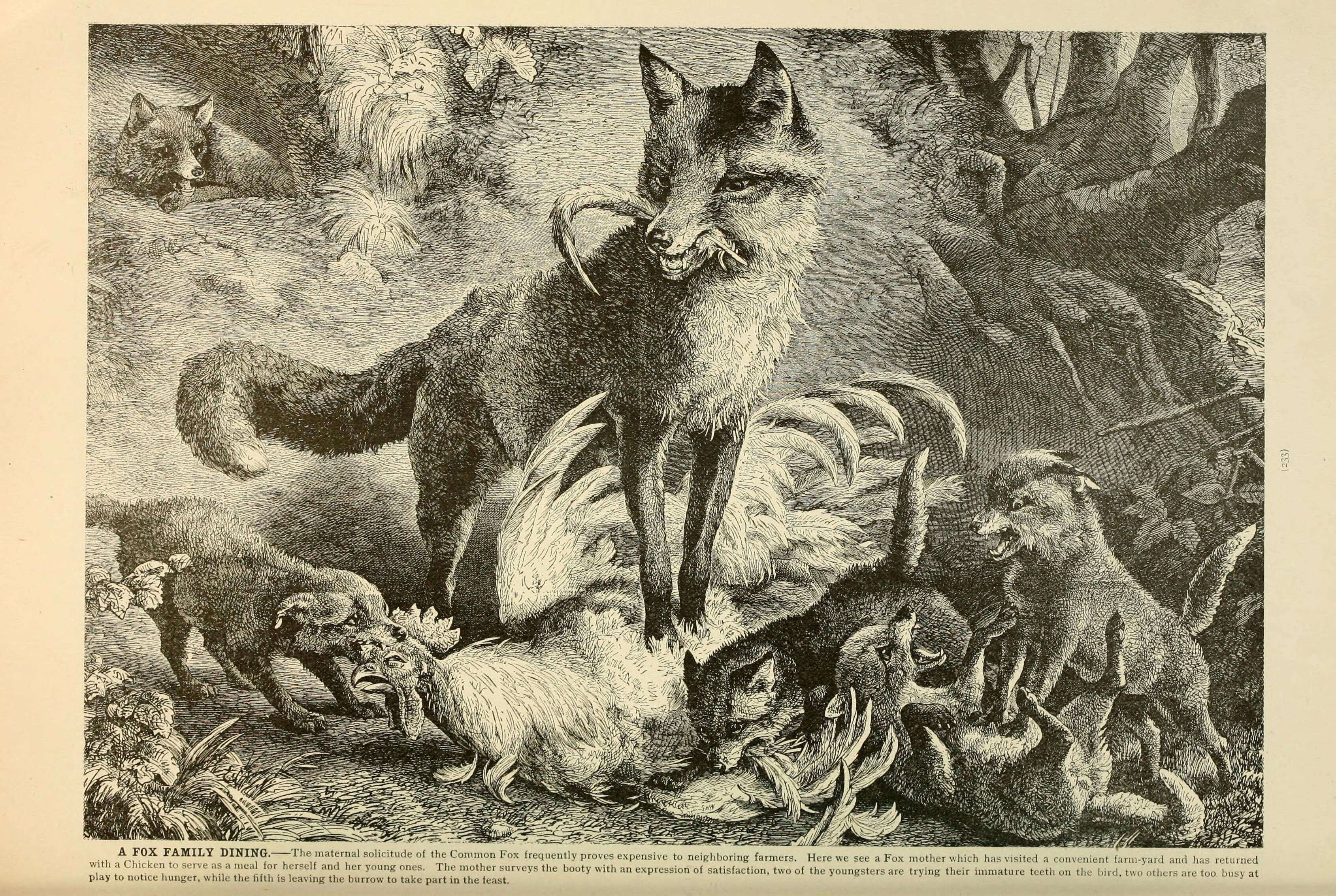 Imagem de Vulpes Frisch 1775