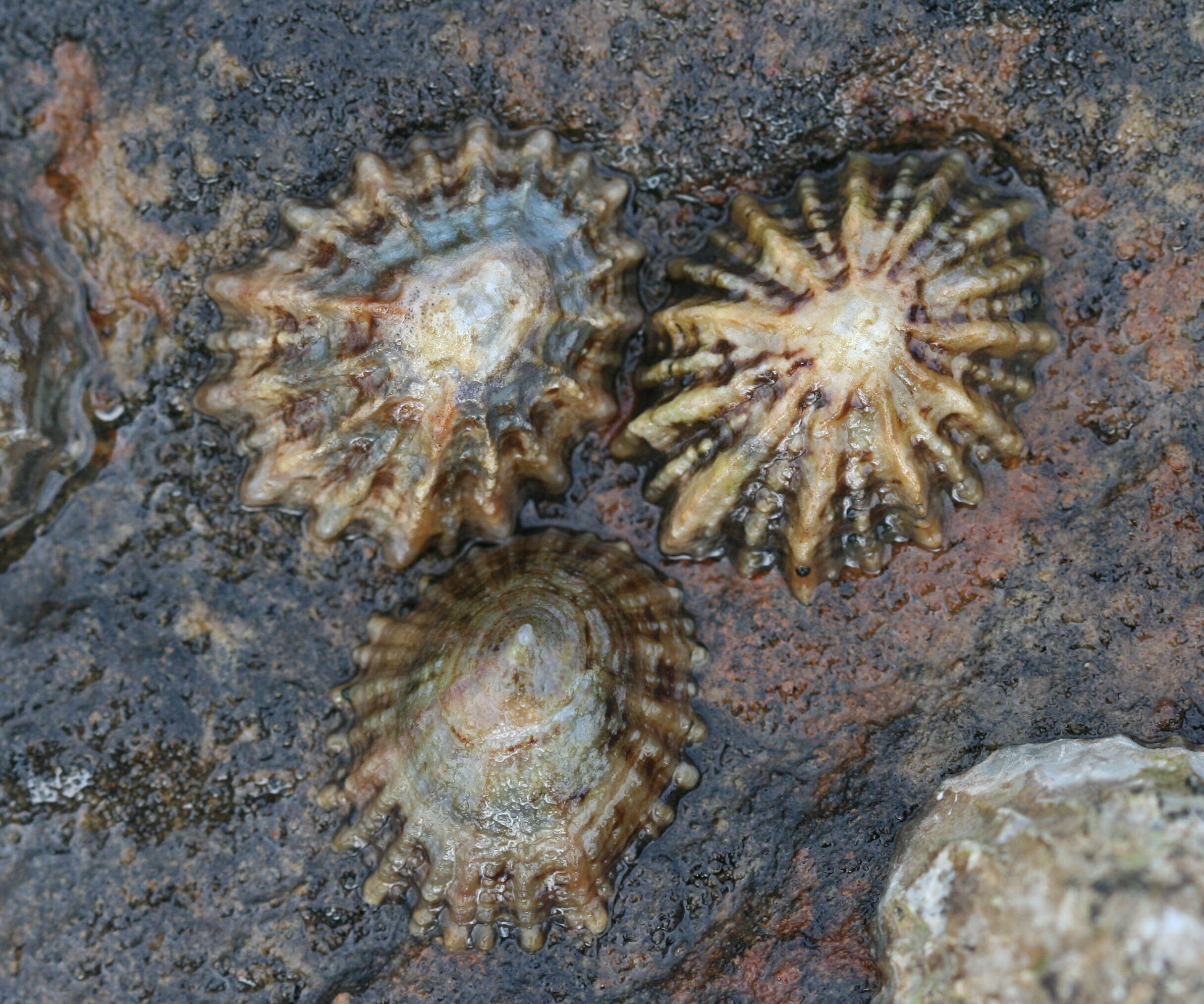 Image of Common limpet