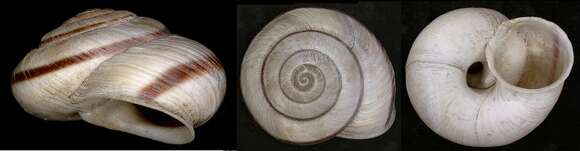 Image of Chilostoma Fitzinger 1833