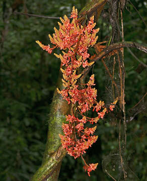 Image of Callerya nieuwenhuisii (J. J. Sm.) Schot