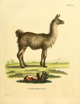 Sivun Cameloidea kuva