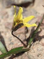 Image of Tulipa heterophylla (Regel) Baker