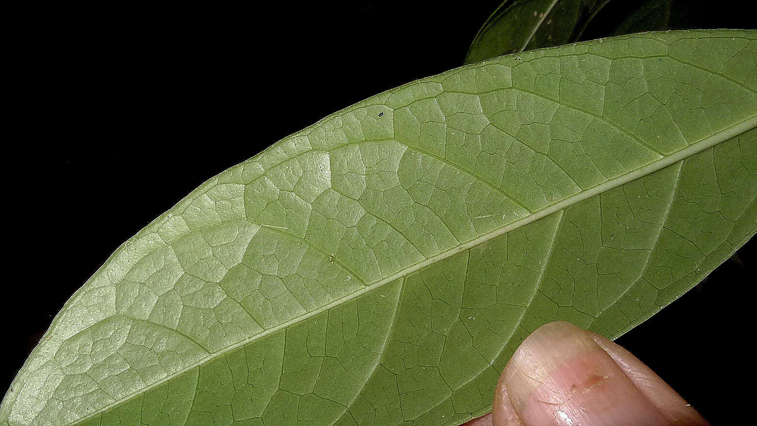 Image of Coussarea albescens (DC.) Müll. Arg.