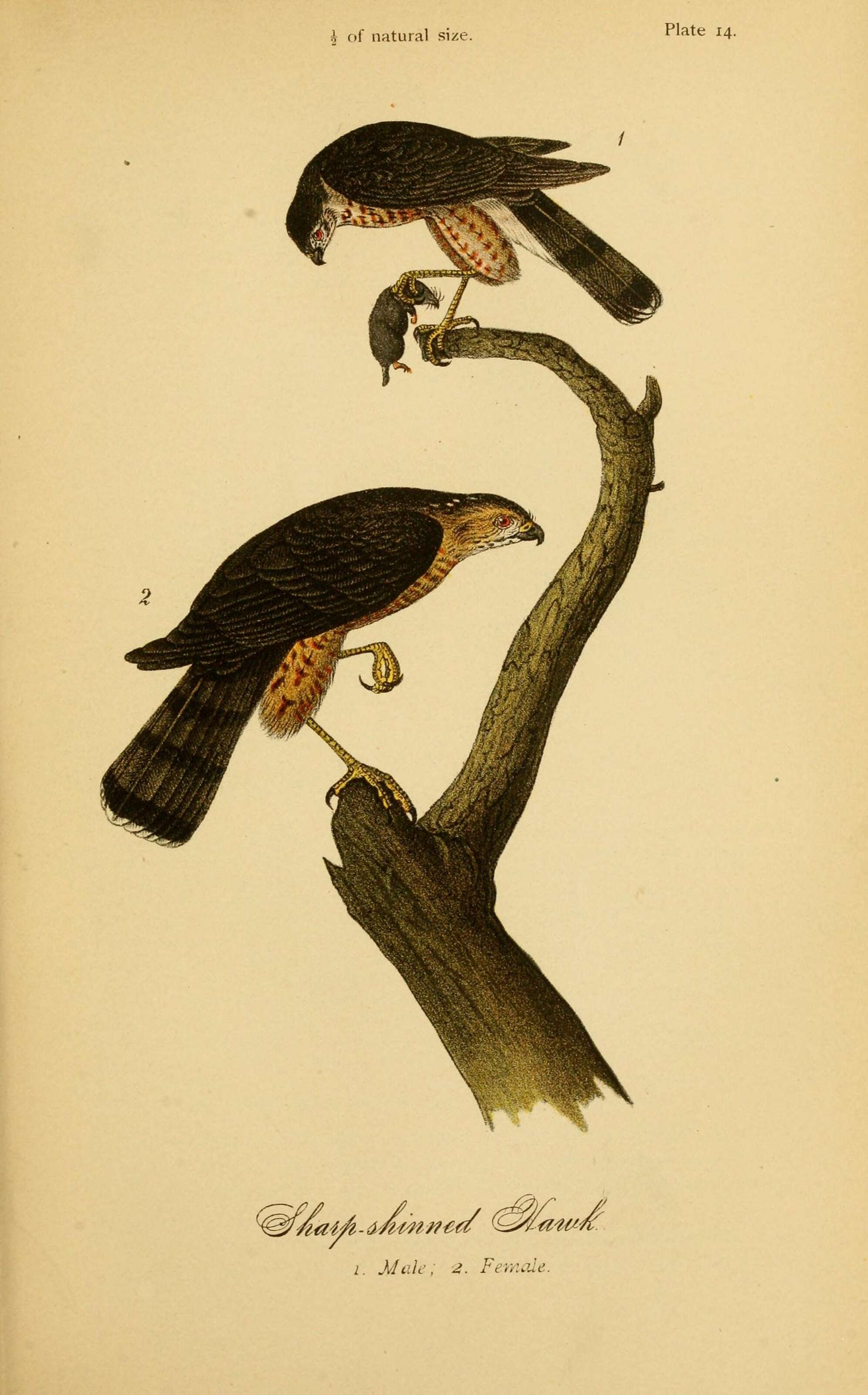 Image of Accipiter Brisson 1760