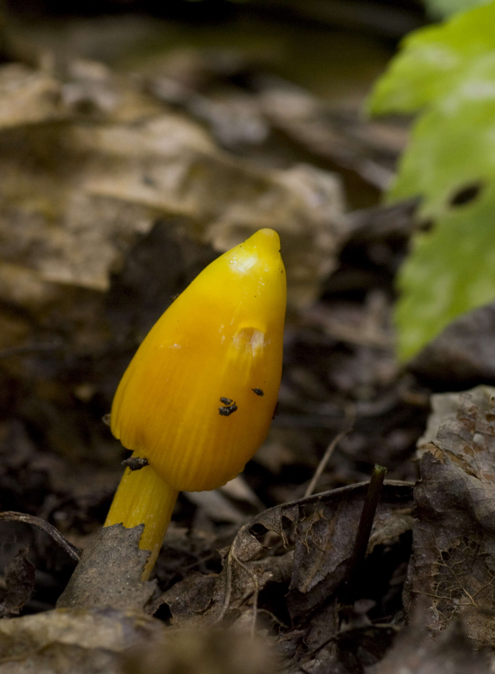 Image de Hygrocybe acutoconica (Clem.) Singer 1951