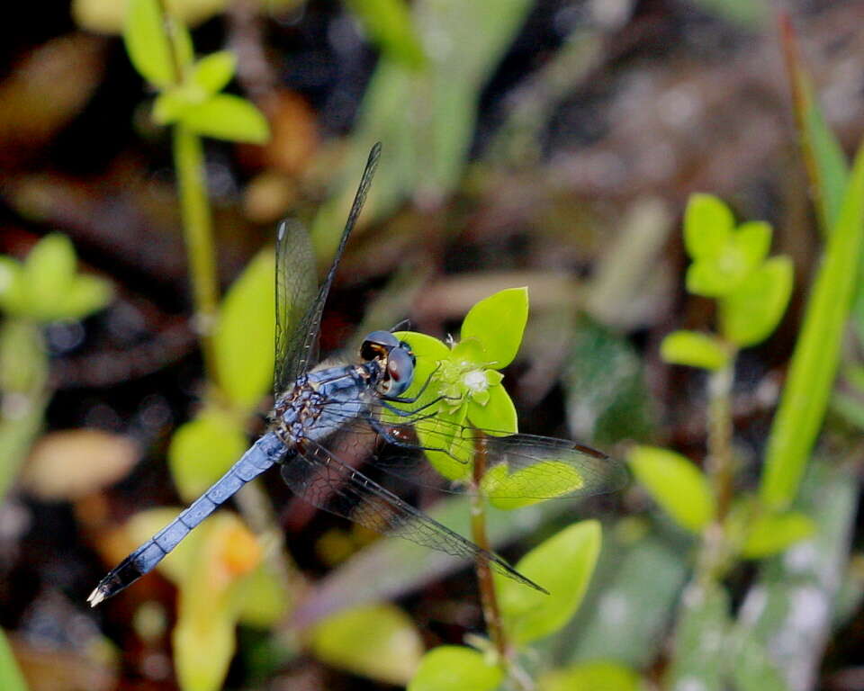 Image of Little Blue Dragonlet