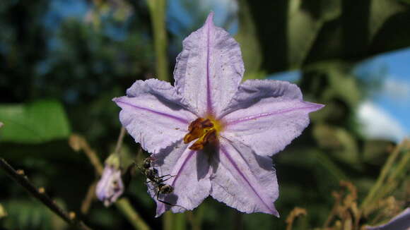 Image of Solanum paniculatum L.