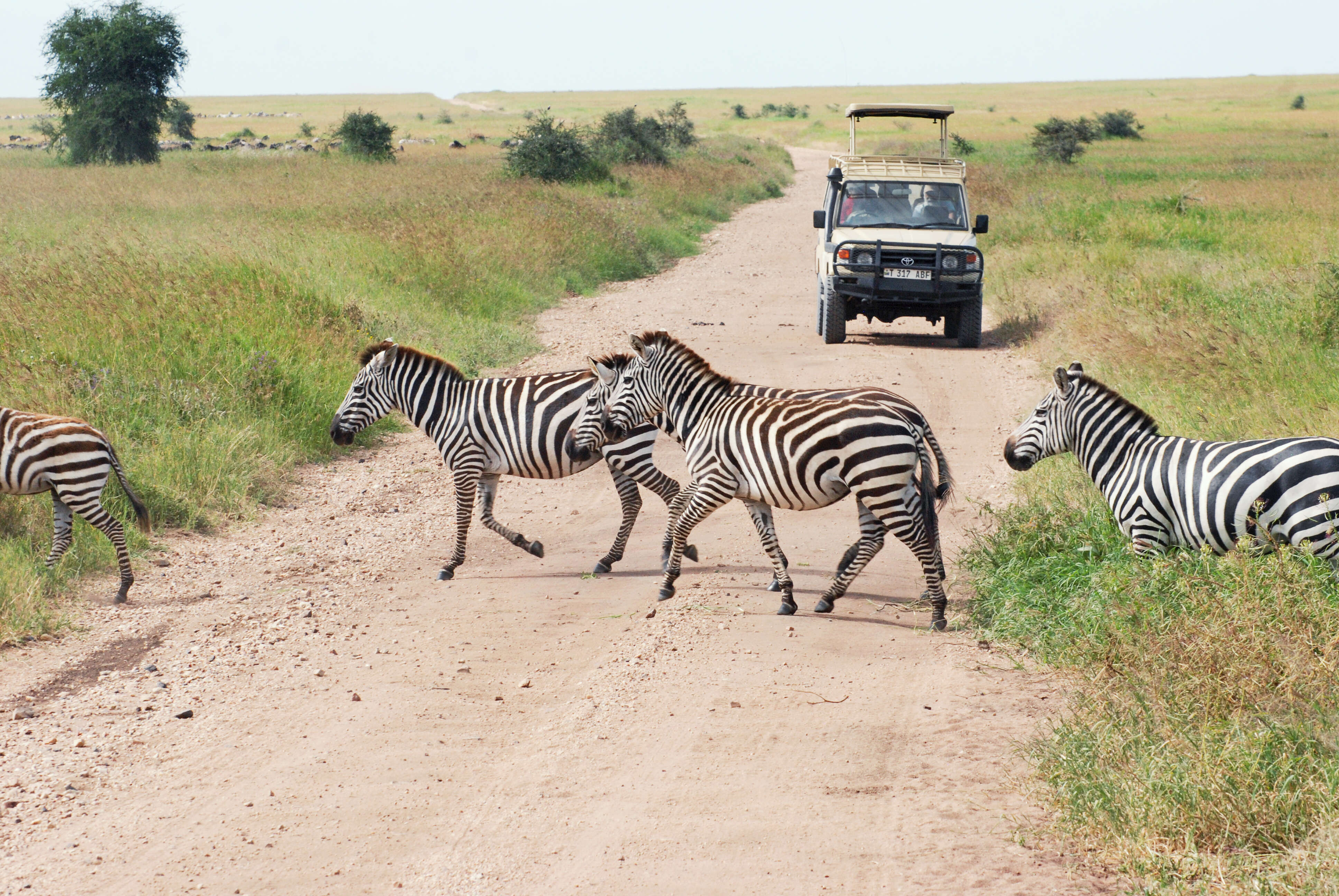 Image of zebra