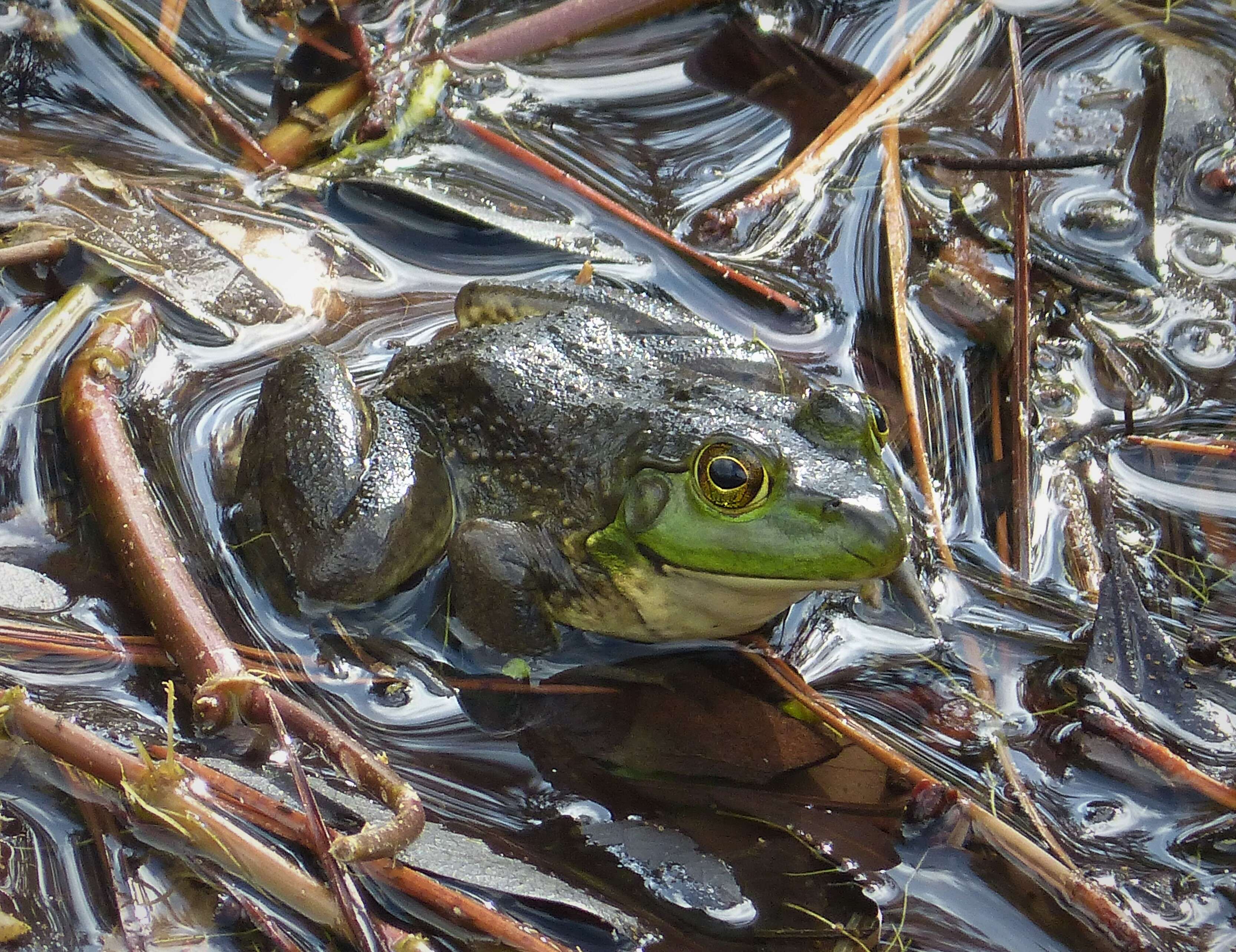 Image of Lithobates Fitzinger 1843