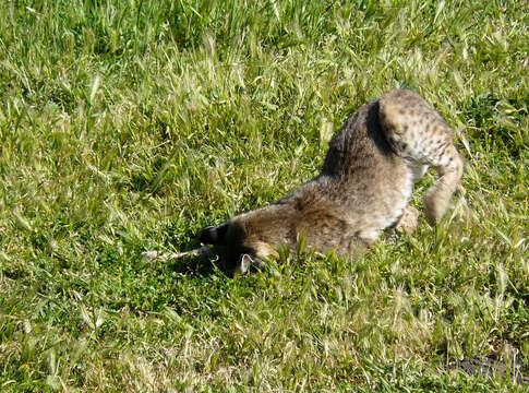 Image of Mexican bobcat