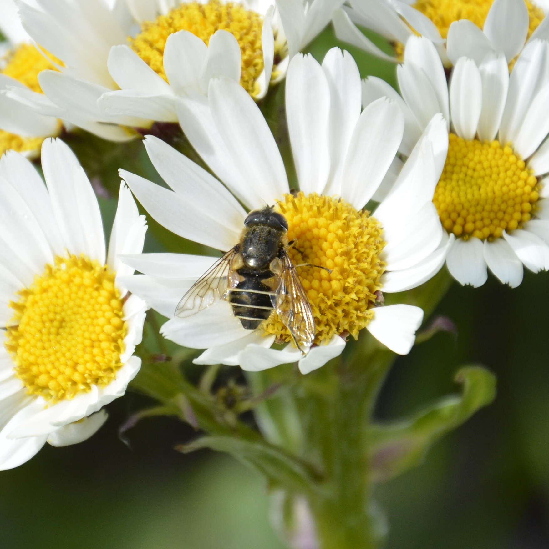 Image of Senecio smithii DC.