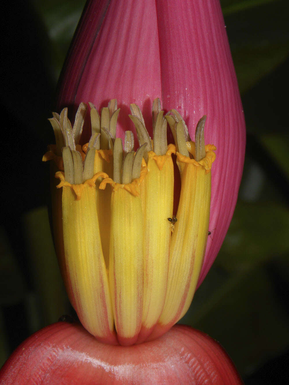 Image of hairy banana