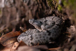 Crotalus lepidus klauberi Gloyd 1936 resmi