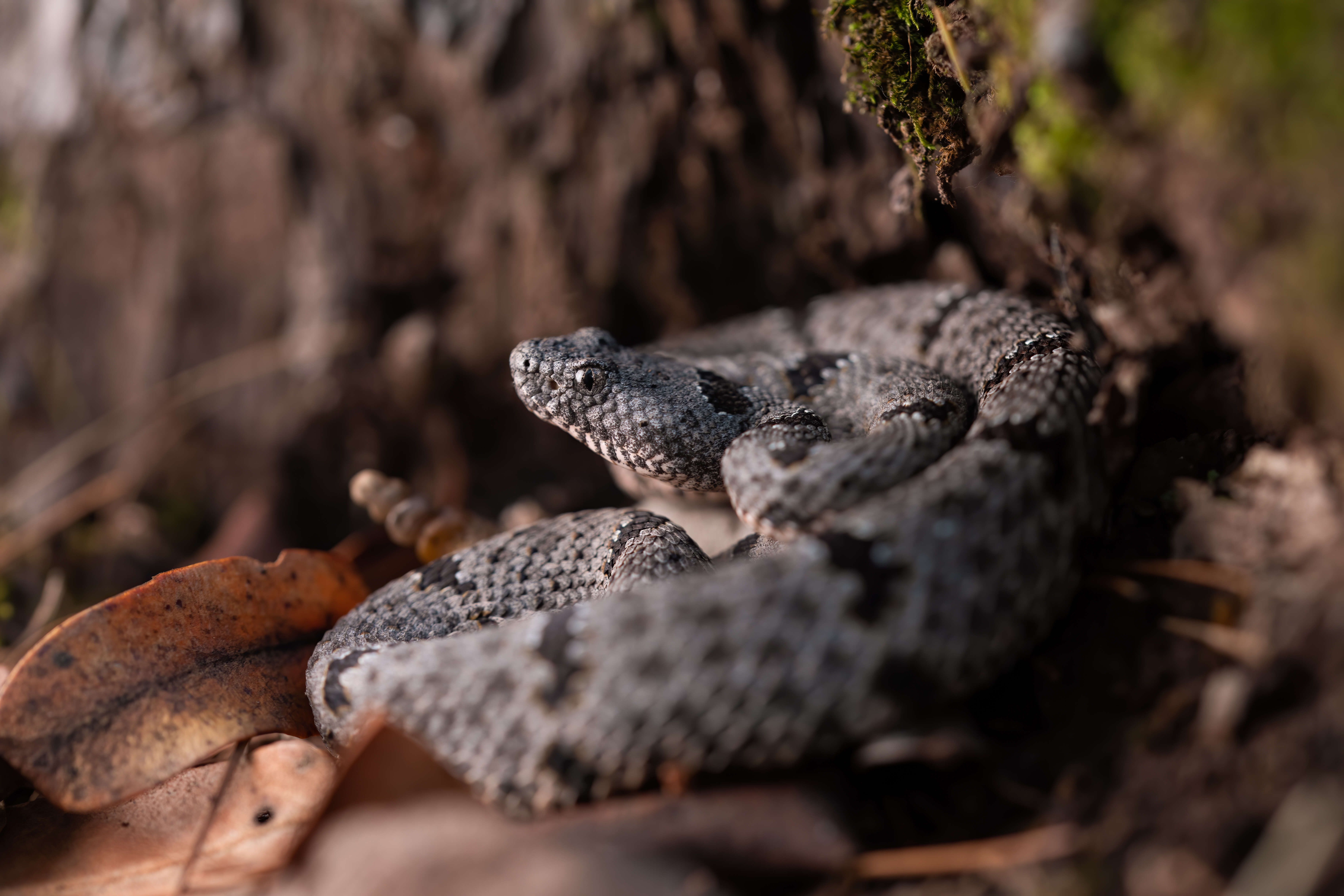 Crotalus lepidus (Kennicott 1861) resmi