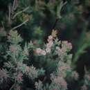 Image of Verticordia plumosa (Desf.) Druce