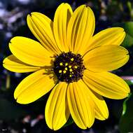 Image of cucumberleaf sunflower