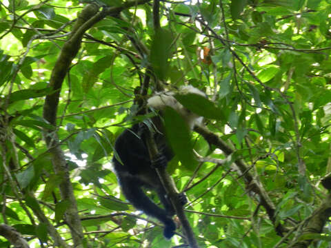 Image of white-faced capuchin