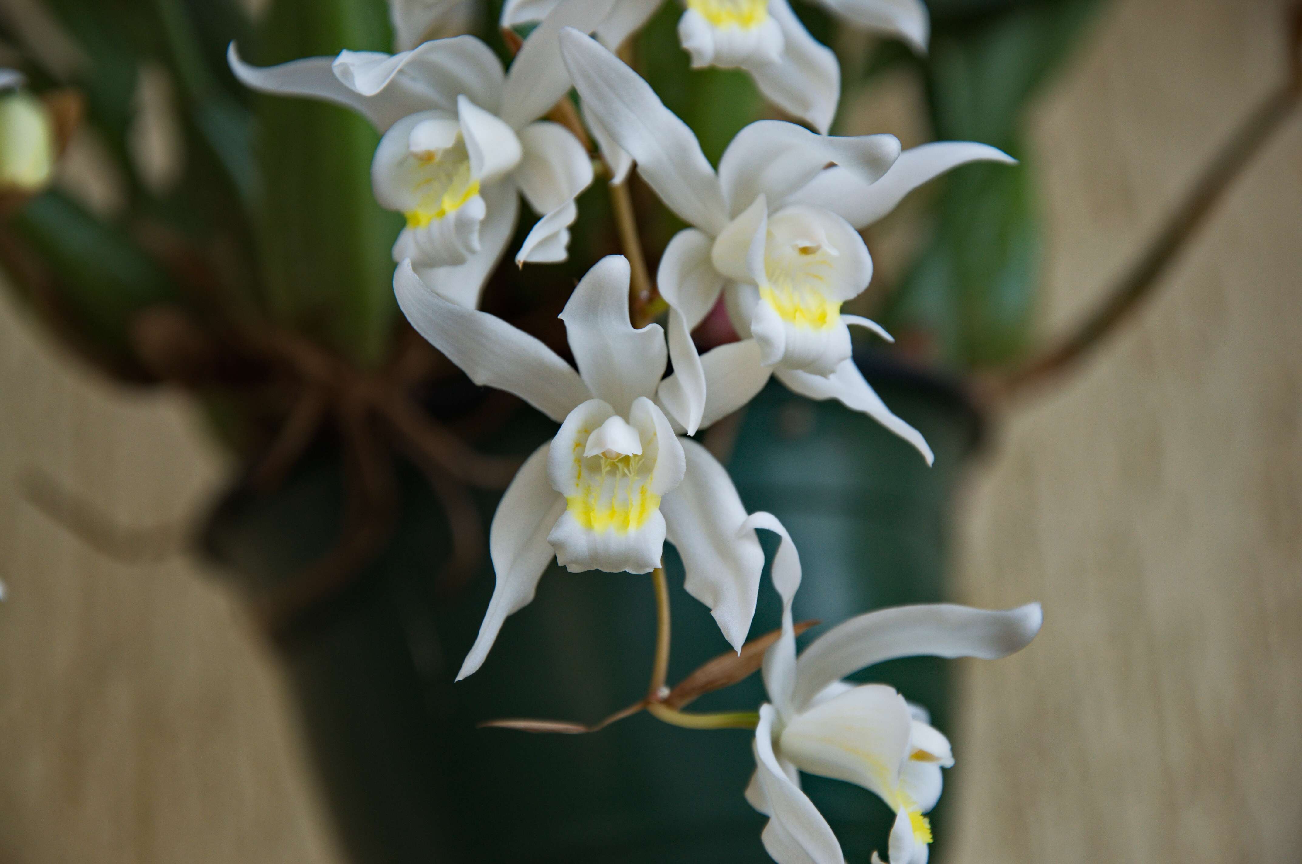 Image of Coelogyne Unchained Melody