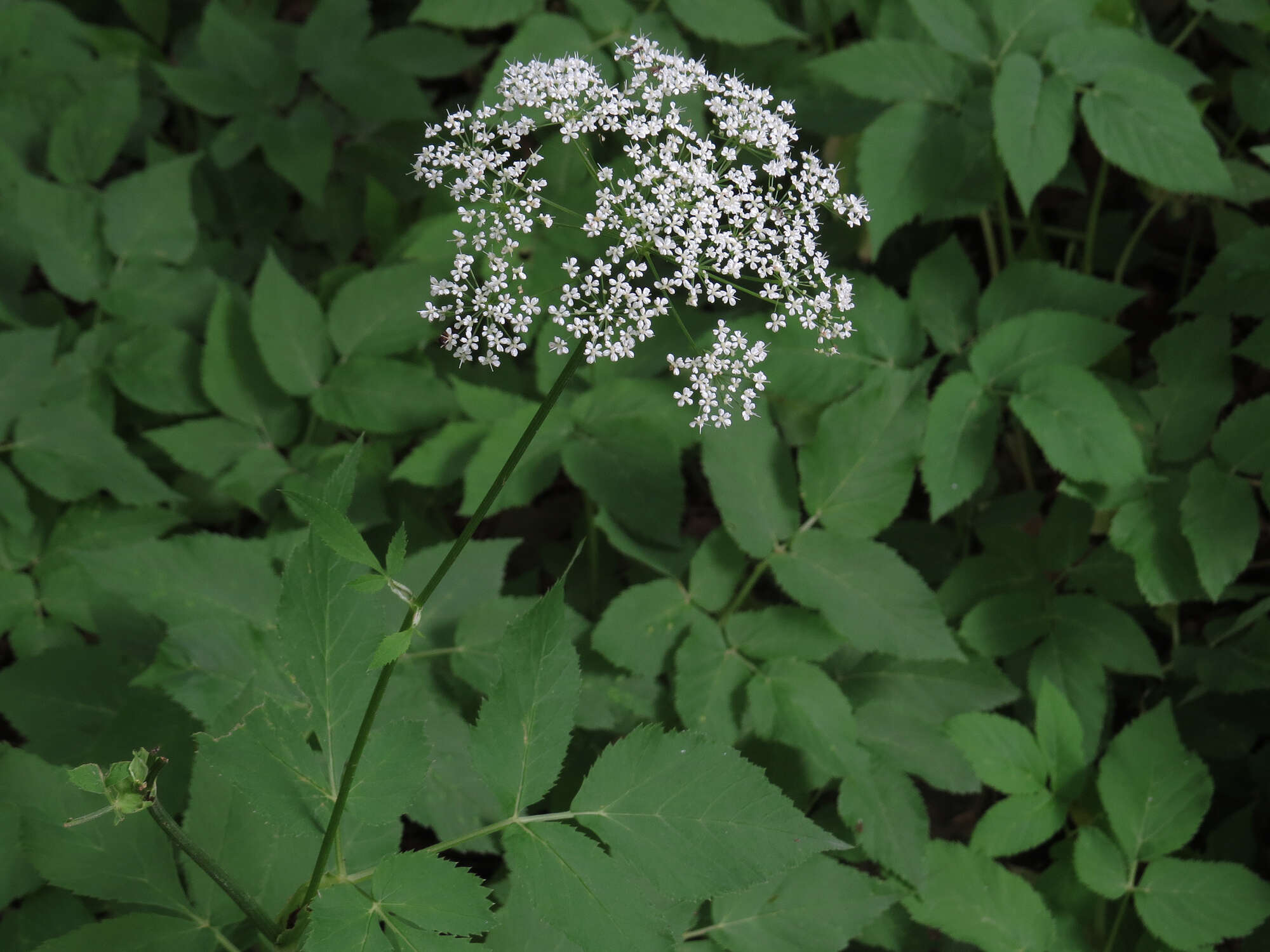 Aegopodium podagraria L. resmi