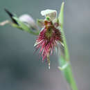 Image of Red beard orchid