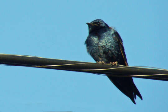 Image of Purple Martin