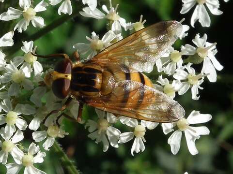 Image of Volucella