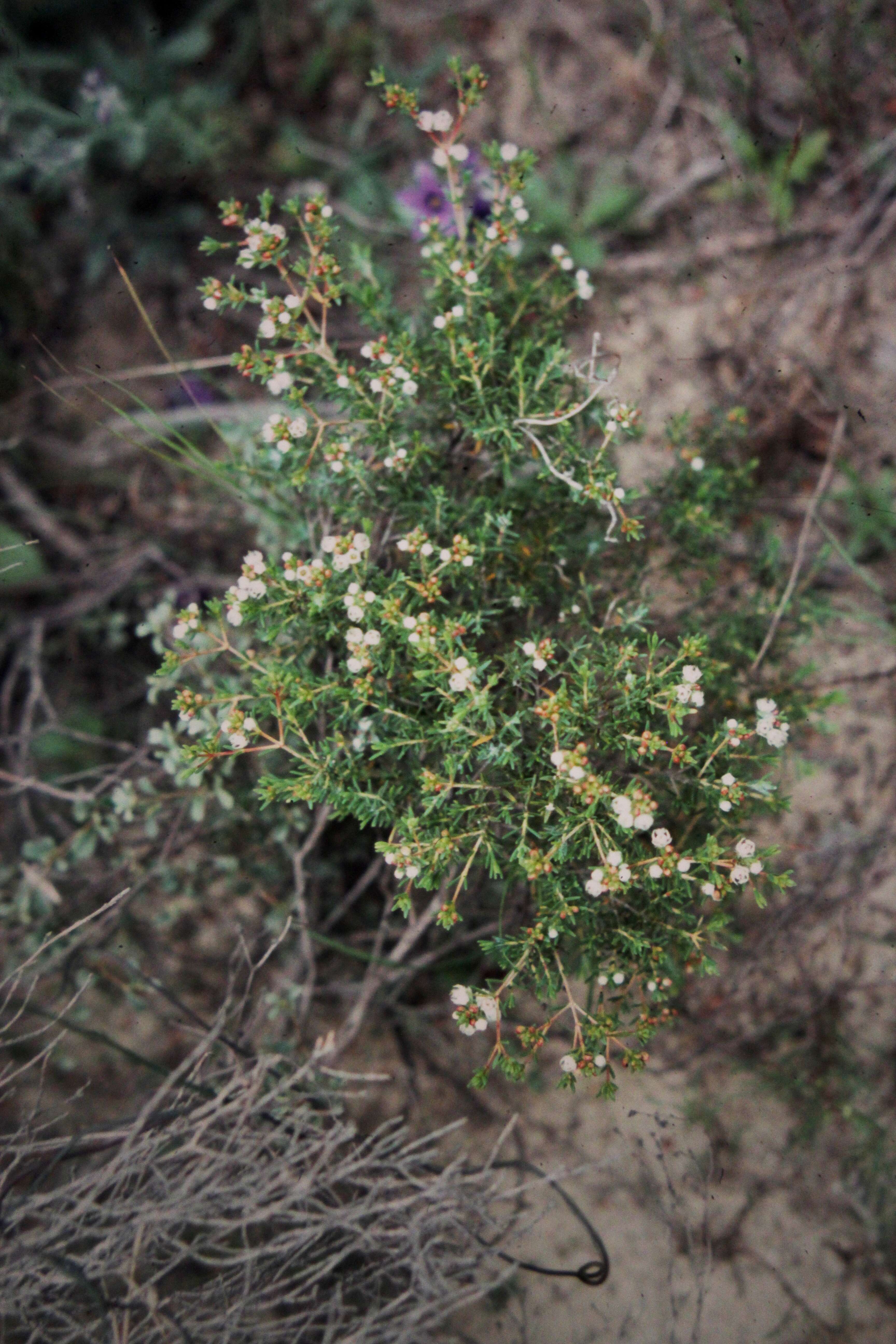 Imagem de Magnoliophyta