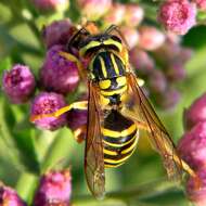 Image of Southern Yellowjacket