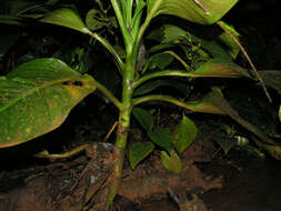 Image of Dieffenbachia concinna Croat & Grayum