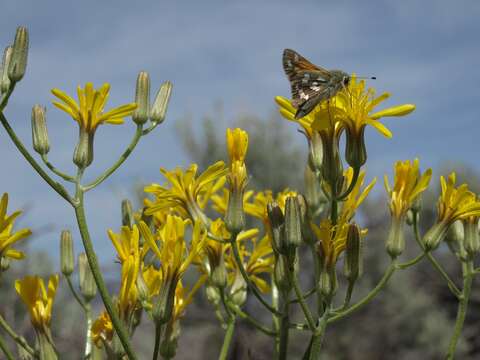 Image of limestone hawksbeard